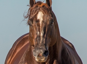Filhos do primeiro garanhão Superhorse a chegar ao Brasil vão a leilão