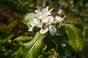 Rasip Agro investe no aluguel de 300 milhões de abelhas para potencializar florada dos pomares de maçã