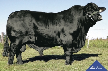 Touro Brangus impressiona pecuaristas brasileiros e argentinos