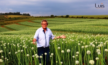 Luis Sementes de Cebola: Excelência na produção de sementes de cebola