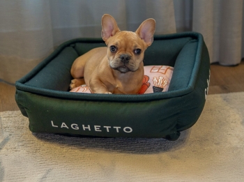 Laghetto Hotéis amplia experiência pet friendly com conforto e estrutura especial para os animais de estimação